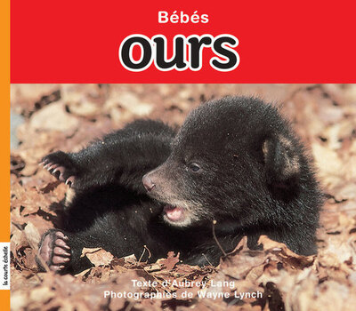 Bébés ours - Aubrey Lang   - La courte échelle - 